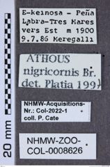 Etiketten zu Athous nigricornis (NHMW-ZOO-COL-0008626)